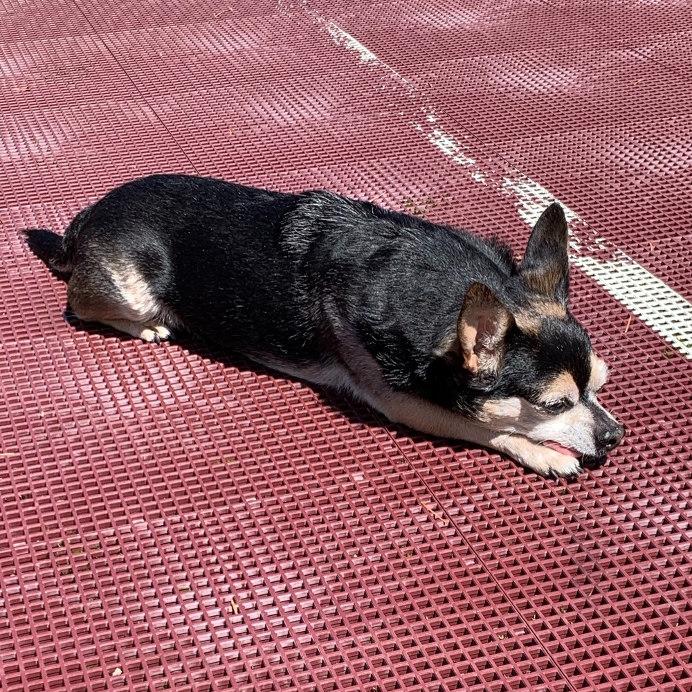 Meet your Posher, Posh